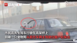 怎么回事？网曝司机边开车边撸狗边看书，网友：心真大！